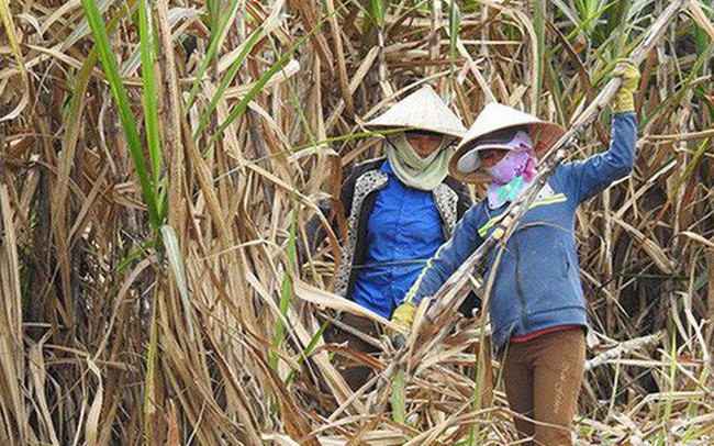 Tá»n kho ká»· lá»¥c, 17/36 nhÃ  mÃ¡y sáº£n xuáº¥t ÄÆ°á»ng thua lá» vÃ  máº¥t vá»n chá»§ sá» há»¯u