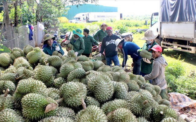 Biệt đội 'gõ' sầu riêng