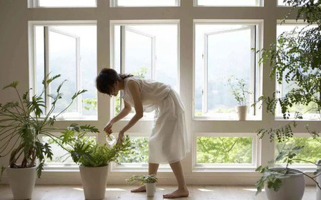 Muốn nhà sạch sẽ, trong lành lại may mắn, phát tài đừng bỏ qua các loại cây phong thủy sau Muốn nhà sạch sẽ, trong lành lại may mắn, phát tài đừng bỏ qua các loại cây phong thủy sau