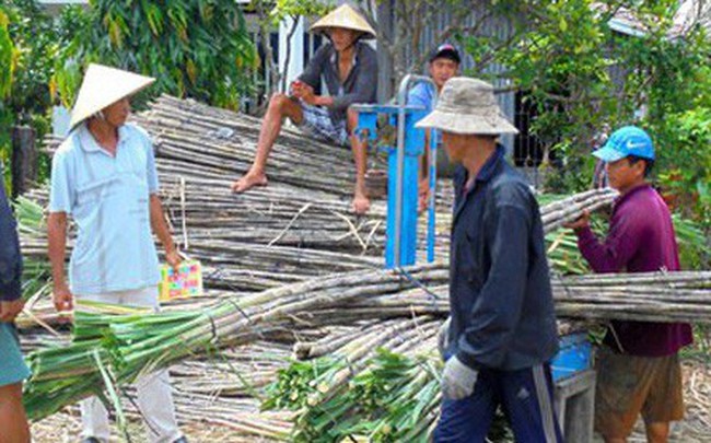 Ngành mía đường trong nước đang hết sức bi đát?