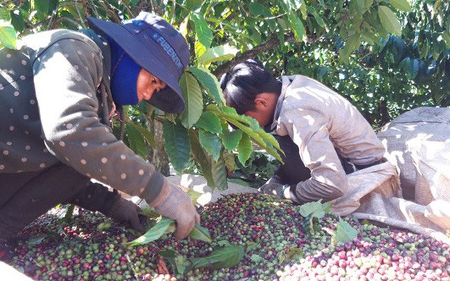 Lênh đênh phận người vượt hàng trăm cây số hái cà phê thuê kiếm Tết