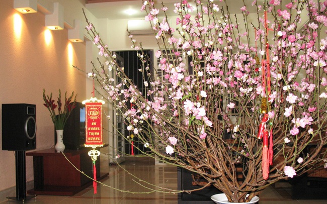 Những cây hoa hợp phong thủy không thể thiếu trong nhà ngày Tết Những cây hoa hợp phong thủy không thể thiếu trong nhà ngày Tết