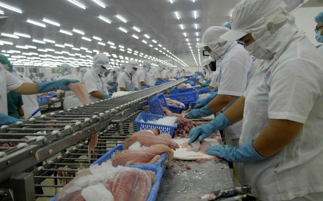 Giữ 'đường bơi' cho cá tra Việt