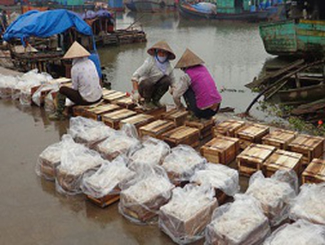 Nam Định: Hàng chục nghìn tấn sứa xuất ngoại