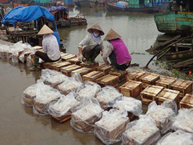 Nam Định: Hàng chục nghìn tấn sứa xuất ngoại Nam Định: Hàng chục nghìn tấn sứa xuất ngoại