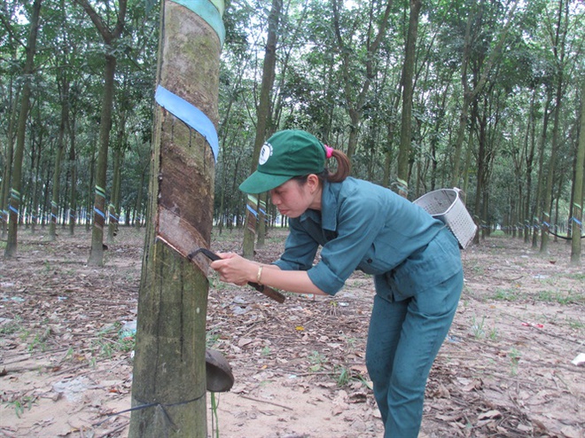 Giá mủ cao su 'nhúc nhích'