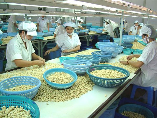 Giá hạt điều tăng cao