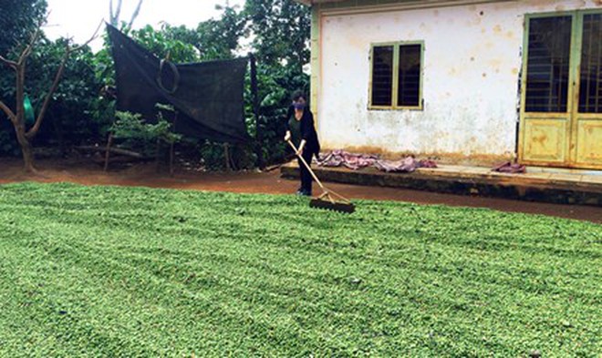 Nỗi lo mùa cà phê chín