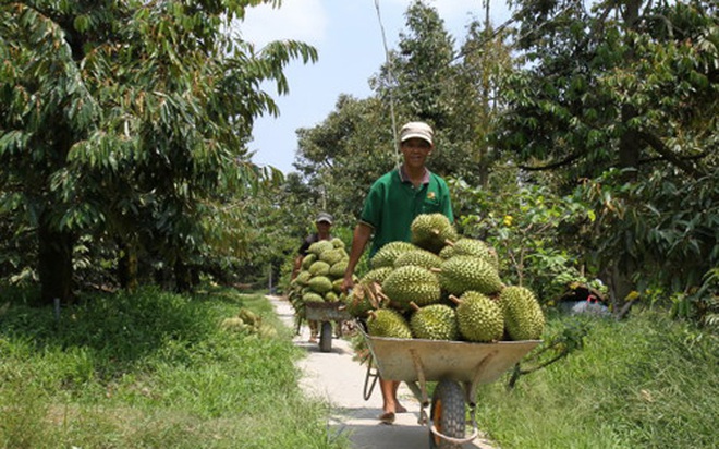 Làm giàu chung từ cây sầu riêng