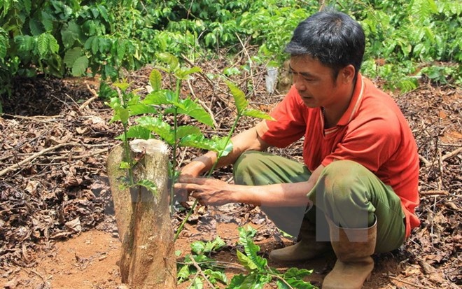 Các tỉnh Tây Nguyên sẽ tái canh thêm gần 19.000ha càphê