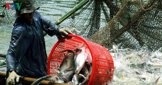 Loạn thị trường cá tra miền Tây do có “bàn tay” thương lái Trung Quốc