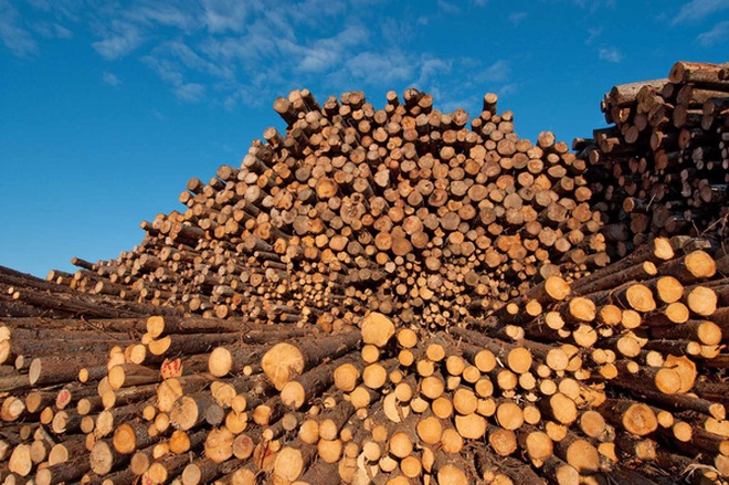 Các đại gia gỗ Việt sẽ giải bài toán 10 tỷ đô thế nào khi sản lượng gỗ nội không cao, còn chất lượng lại quá thấp?