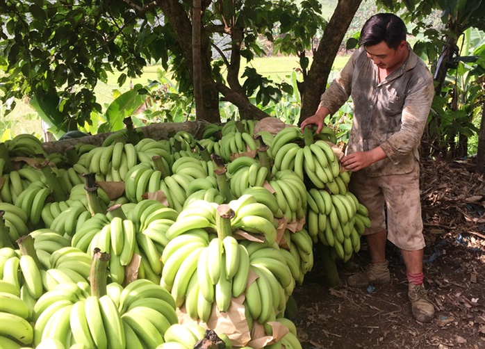 Giá chuối 1.000 đồng/kg, dân chán nản không muốn thu hoạch - Ảnh 1. Giá chuối 1.000 đồng/kg, dân chán nản không muốn thu hoạch - Ảnh 1.