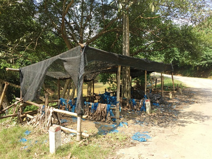 Giá chuối 1.000 đồng/kg, dân chán nản không muốn thu hoạch - Ảnh 3. Giá chuối 1.000 đồng/kg, dân chán nản không muốn thu hoạch - Ảnh 3.