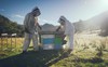 Australia và New Zealand tranh chấp về mật ong Manuka