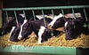 Toàn bộ ngành công nghiệp sữa thiệt hại 420 triệu USD bởi... một con bò đực