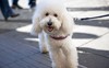 Softbank đầu tư 300 triệu USD vào startup cung cấp dịch vụ dắt chó đi dạo