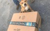 Amazon sa thải nhân viên vì ném thẳng kiện hàng vào cún cưng của khách
