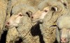 Australia bị sốc vì cái chết của 2.400 con cừu