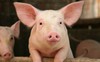 Tác động bất ngờ của lợn với chiến tranh thương mại Mỹ - Trung Quốc
