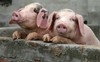 Dịch cúm lợn châu Phi có nguy cơ lây lan tới Việt Nam sau khi hoành hành ở Trung Quốc