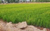 Phạt 50 triệu đồng nếu chuyển quyền sử dụng đất nông nghiệp vượt hạn mức quy định