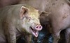 Mất 100 triệu con lợn, Bắc Kinh 