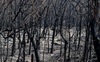 Rừng ở Úc nguy cơ cháy trở lại do nắng nóng và gió lớn