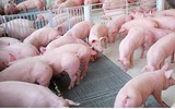 Chế phẩm sinh học trong chăn nuôi ngăn chặn dịch tả lợn Châu Phi