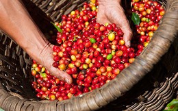 Giá cà phê vượt mốc 37 triệu đồng/tấn, nông dân Tây Nguyên phấn khởi chuẩn bị bước vào thu hoạch vụ mới Giá cà phê vượt mốc 37 triệu đồng/tấn, nông dân Tây Nguyên phấn khởi chuẩn bị bước vào thu hoạch vụ mới