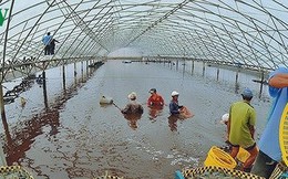 Giá tôm tăng, Việt Nam đẩy mạnh nuôi tôm có kiểm soát Giá tôm tăng, Việt Nam đẩy mạnh nuôi tôm có kiểm soát