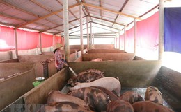 Giá lợn tăng lên nhưng người chăn nuôi vẫn e ngại tái đàn Giá lợn tăng lên nhưng người chăn nuôi vẫn e ngại tái đàn