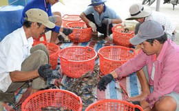 Bơm tạp chất vào tôm: Phải xử lý hình sự Bơm tạp chất vào tôm: Phải xử lý hình sự