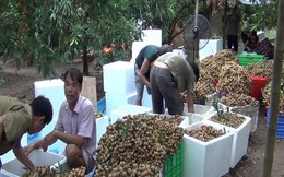 Ứng phó bão số 4, thủ phủ nhãn lồng huy động 24 tổ hợp máy bơm cứu nhãn Ứng phó bão số 4, thủ phủ nhãn lồng huy động 24 tổ hợp máy bơm cứu nhãn