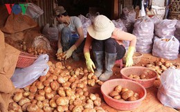 Chi hơn 1 tỷ đồng chống mạo danh thương hiệu khoai tây Đà Lạt Chi hơn 1 tỷ đồng chống mạo danh thương hiệu khoai tây Đà Lạt