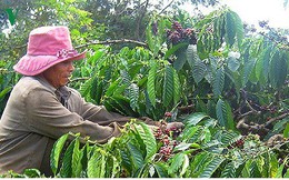 Giá cà phê xuống mức thấp nhất trong 2 năm qua Giá cà phê xuống mức thấp nhất trong 2 năm qua