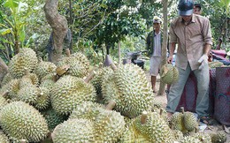 Sầu riêng miền Tây tăng giá gấp đôi Sầu riêng miền Tây tăng giá gấp đôi