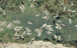 5 ngày sau khi nước Hồ Tây xả vào sông Tô Lịch: Cá chết nổi trắng, bốc mùi hôi trở lại