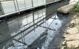 Dùng công nghệ Nhật: Sông Tô Lịch nước trong, nhìn rõ đáy bùn đang phân huỷ