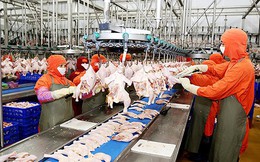 Ngành chăn nuôi bị nước ngoài “nuốt chửng”? Ngành chăn nuôi bị nước ngoài “nuốt chửng”?