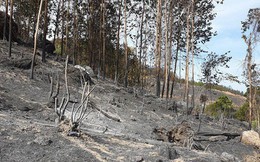 Ảnh: Xót xa rừng Quảng Nam chìm trong biển lửa suốt 22 tiếng, 107 ha keo bị thiêu rụi
