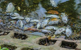 Cá chết hàng loạt tại hồ Trúc Bạch
