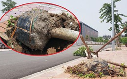 Xôn xao loạt cây xanh bật gốc lộ nguyên vỏ bọc rễ sau mưa dông ở Linh Đàm Xôn xao loạt cây xanh bật gốc lộ nguyên vỏ bọc rễ sau mưa dông ở Linh Đàm