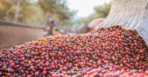 Nông dân găm hàng, giá cà phê tăng mạnh