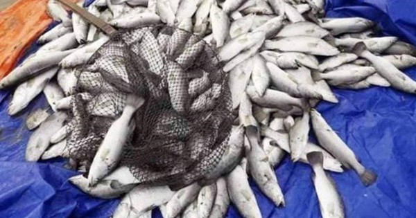 Đã xác định được nguyên nhân cá lồng bè ở Hà Tĩnh chết đột ngột