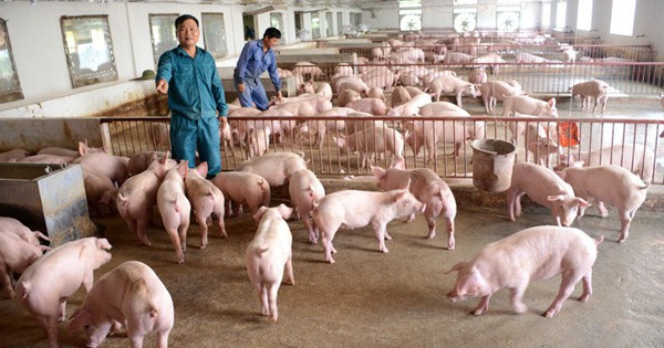 Chiến lược chăn nuôi đến năm 2030: Duy trì đàn lợn 29-30 triệu con