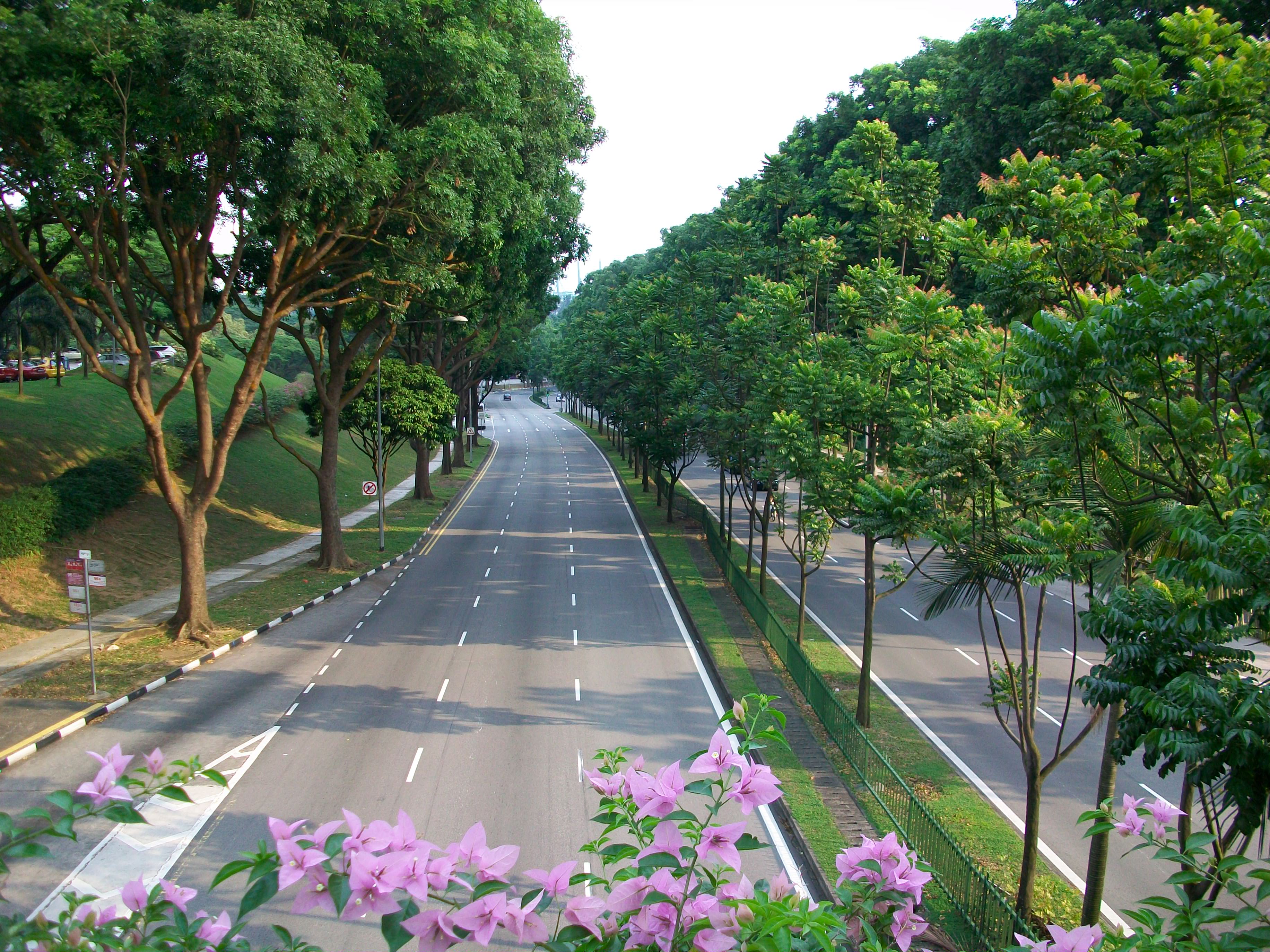 Hà Nội muốn trồng 1 triệu cây xanh, nhìn cách người Singapore đưa rừng vào  thành phố