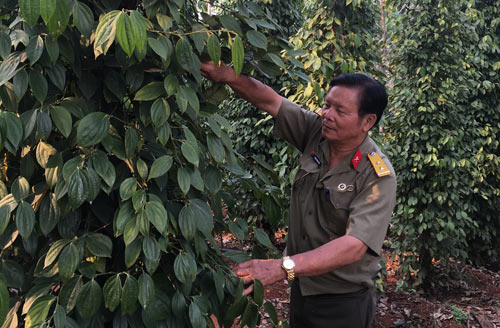  Lão nông tỷ phú, trồng củ cải thu 400 tỷ đồng/năm  - Ảnh 1.