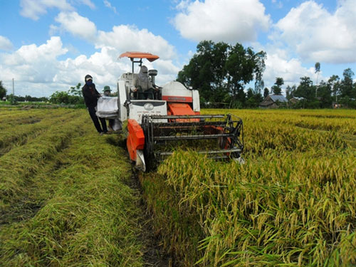 
Diện tích trồng lúa Nhật ở Kiên Giang ngày càng tăng
