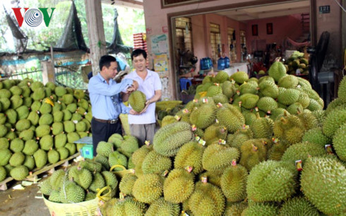 Trái sầu Riêng đủ tiêu chuẩn xuất khẩu tại xã Tam Bình, huyện Cai Lậy, tỉnh Tiền Giang.